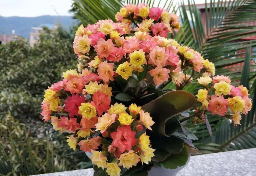 养花人养的花都有哪些,什么花养人又健康又好养