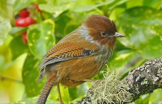 广东常见鸟类图谱和名称图文,东江揽胜鸟类