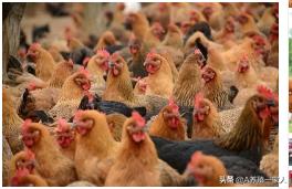 鸡白痢用什么西药好,鸡白痢用什么药