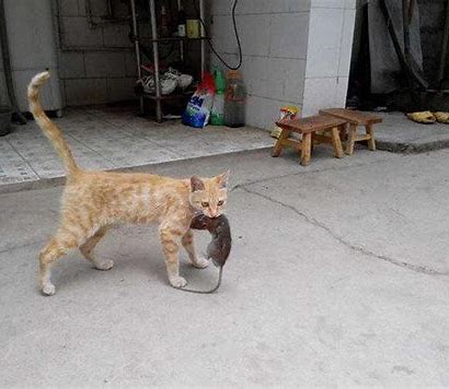 猫传腹治疗好了可以活多久,猫传腹治好后还能活多久