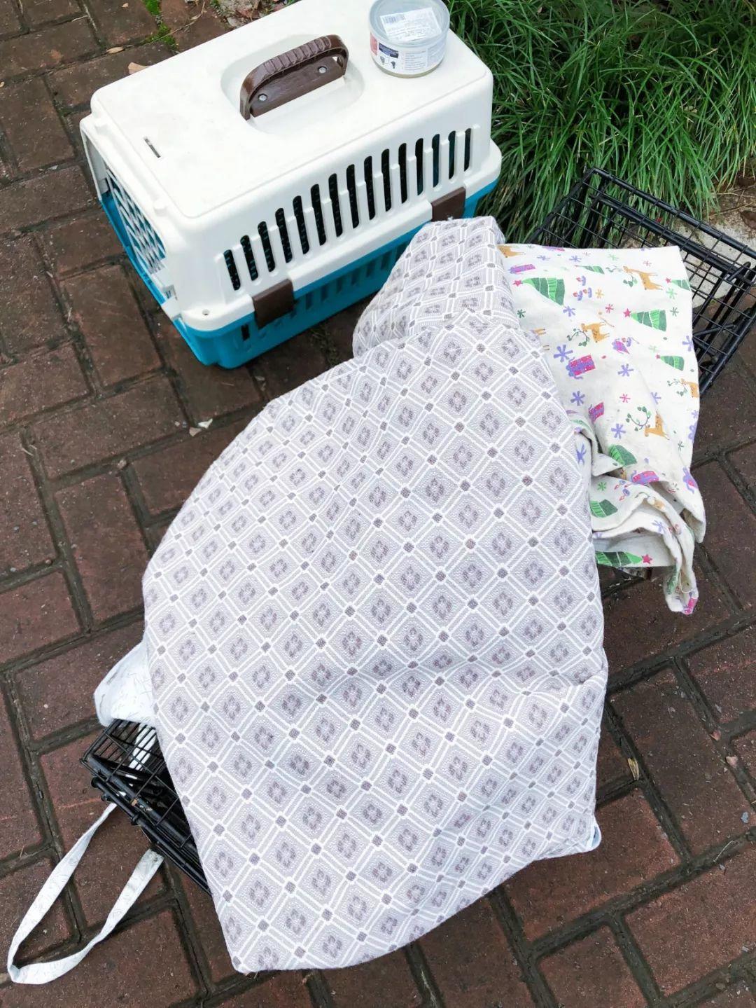 怎么抓小区流浪猫,这些方法来教你