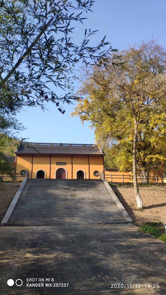 宜兴竹海十一月金色素材图片