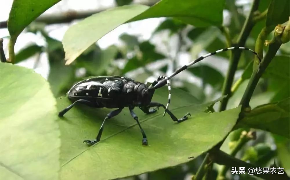 柑橘天牛防治可以管多长时间,柑橘天牛危害时间