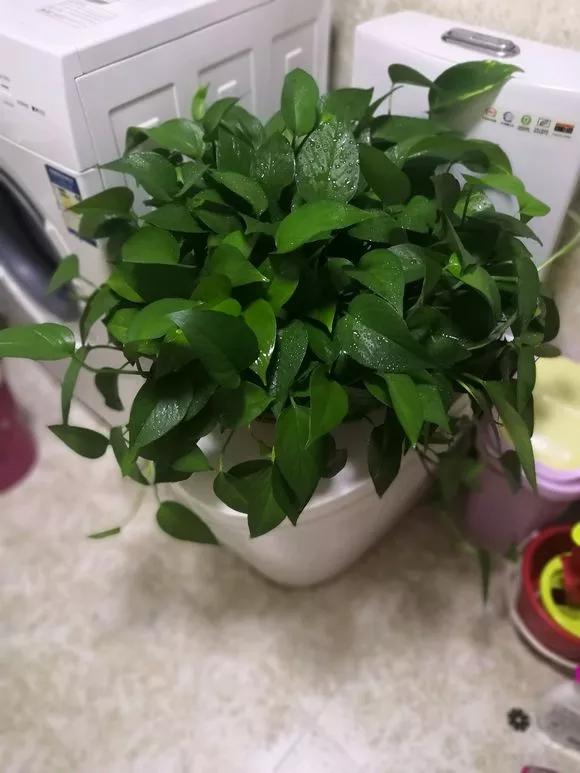 绿萝黄叶的原因及解决方法,绿萝黄叶的原因和解决方法