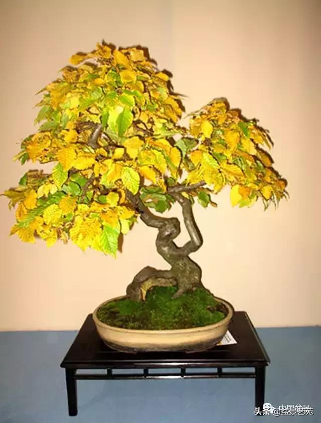 天生好养的36种盆景植物,什么植物盆景适合屋内养