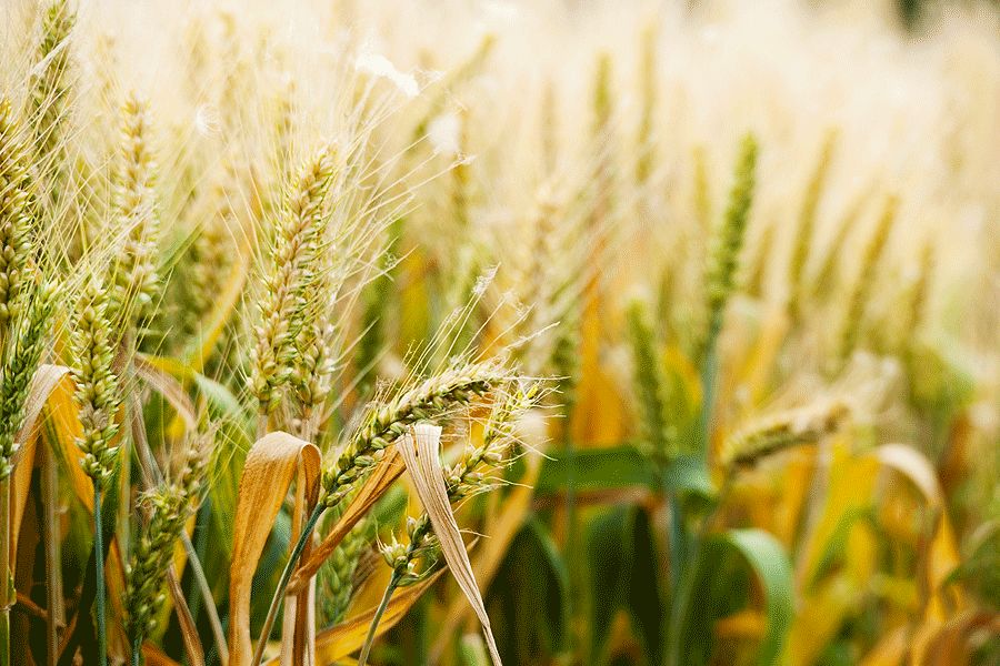 “小满”来了，它的英文表达，难道是smallfull？