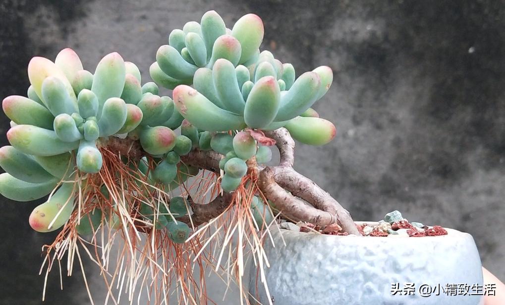 多肉长气根该怎么处理,多肉长气根的原因和处理方法