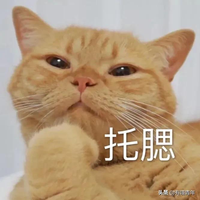 听说给猫起名越贱越好养活,科普给猫起名