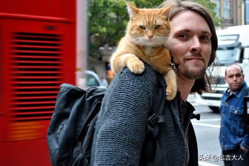 过来人告诉几种方式养猫省钱省心,养猫经验分享系列