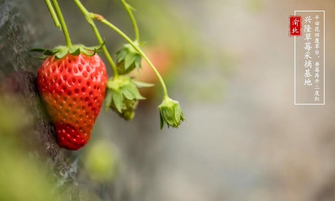 渝北周边采摘推荐,渝北茨竹附近采摘园
