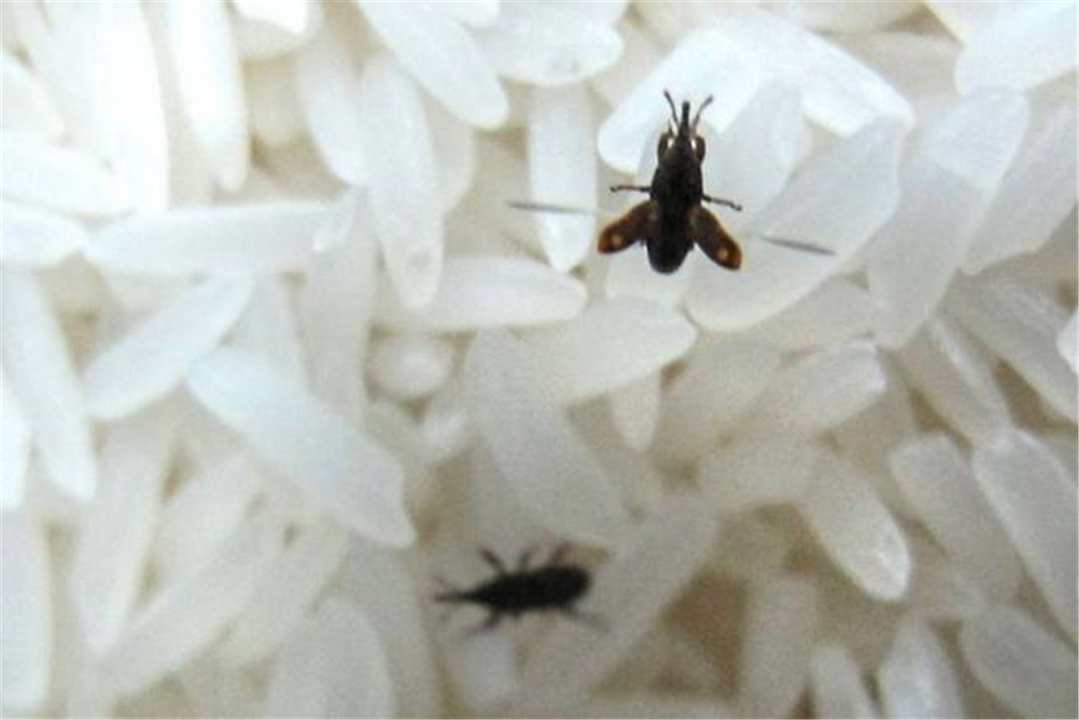 为什么密封好的大米也会生虫,大米生虫还有黑色粉末是虫卵吗