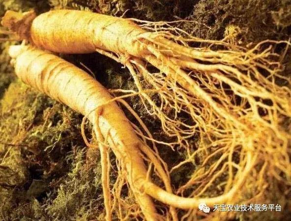 贵州道地药材最稀有野生名贵药材,道地药材有什么品种