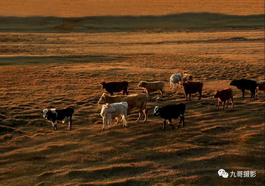 大美坝上草原全景,大美坝上风光系列之一
