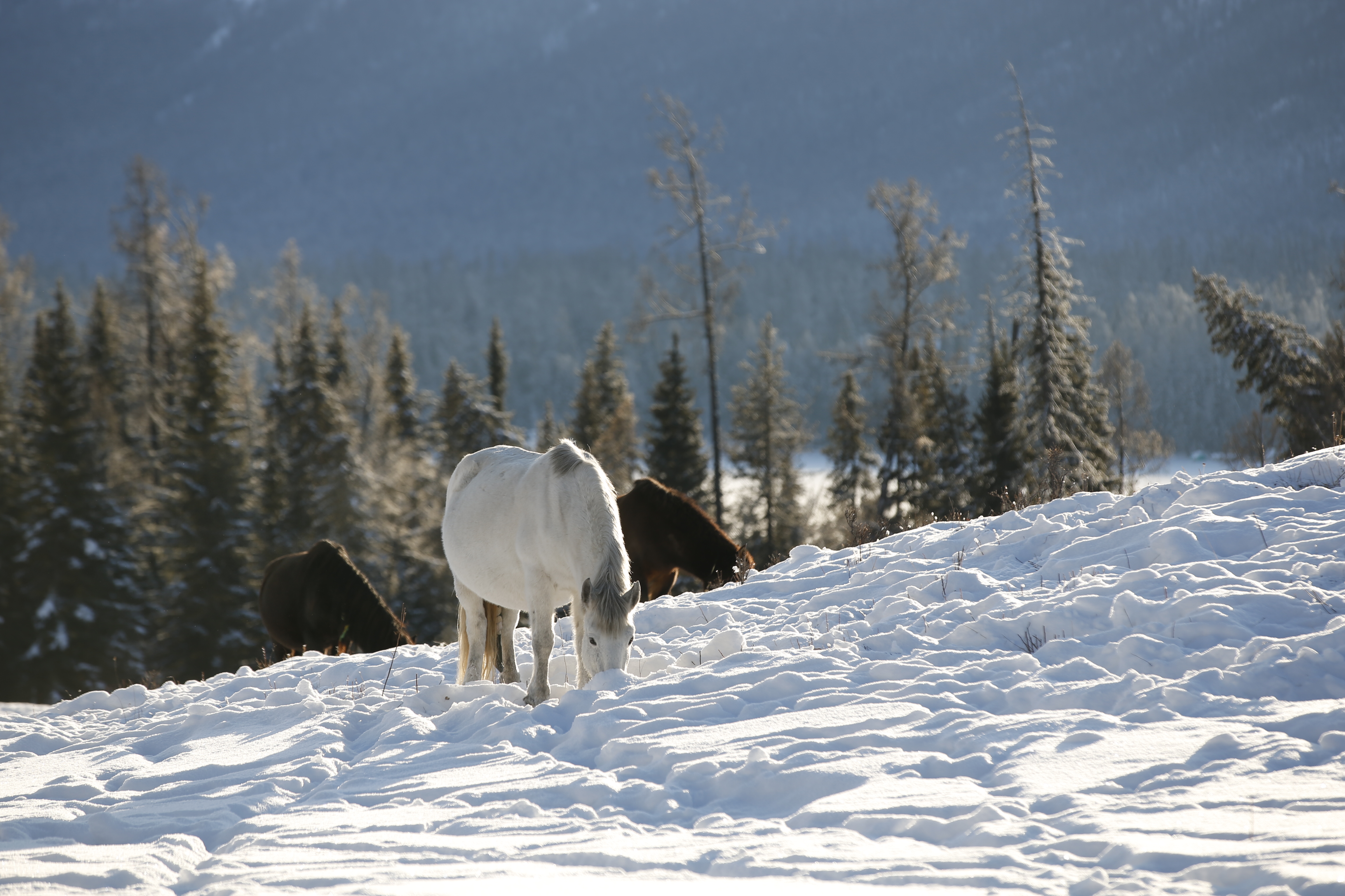 斯巴鲁全系冰雪体验,斯巴鲁全国巡回试驾