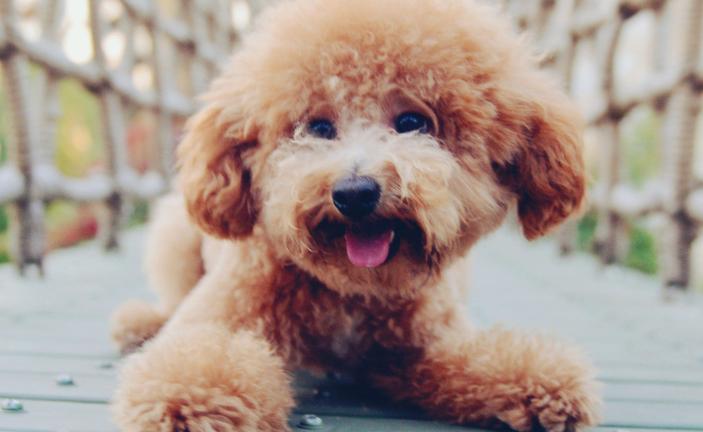 怎么了解泰迪的动作,泰迪的动作表达了什么