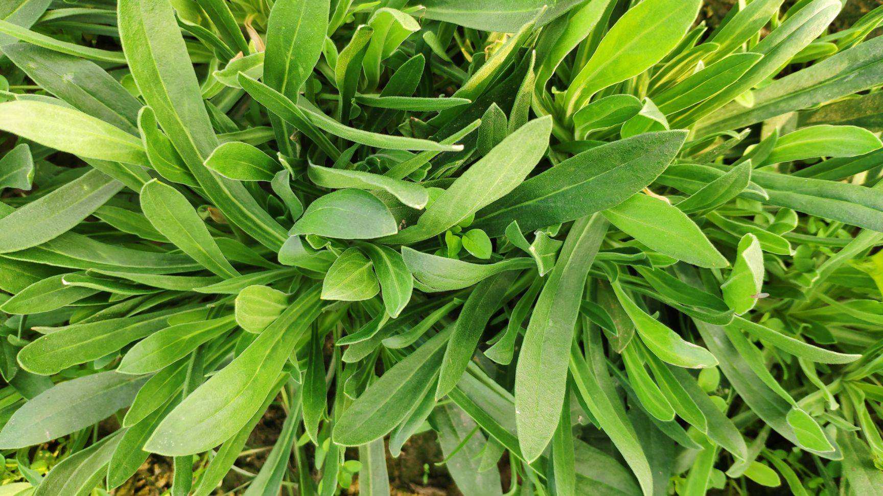 大自然馈赠的零食儿和玩具，炫燃了河南娃的童年