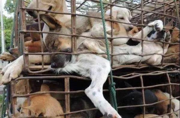 预测：20年后人类可与猫狗聊天！桂林狗肉节岂不呼救声一片￼