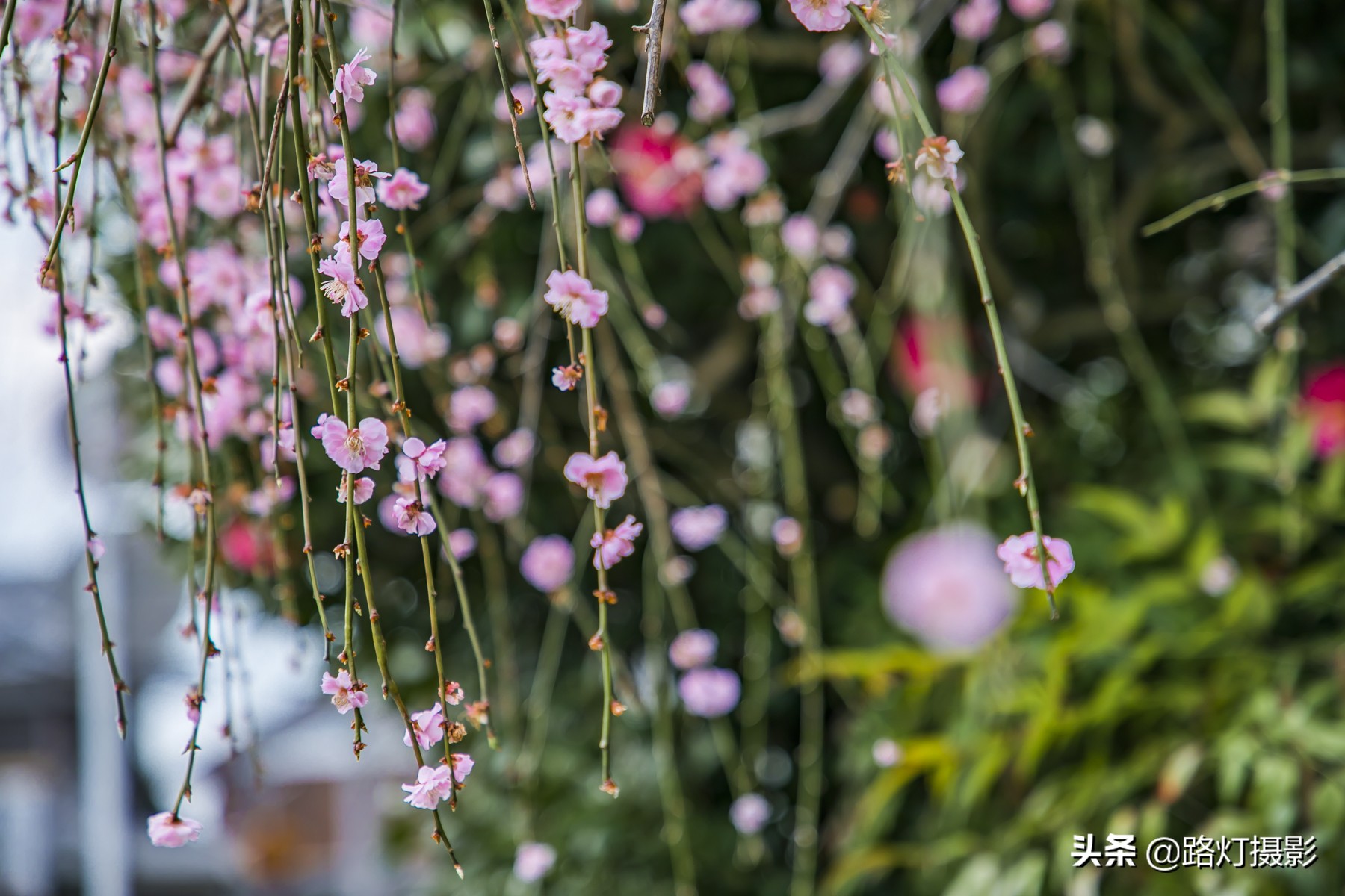 大津，不能错过的日本小众赏樱地，距离京都仅10分钟车程