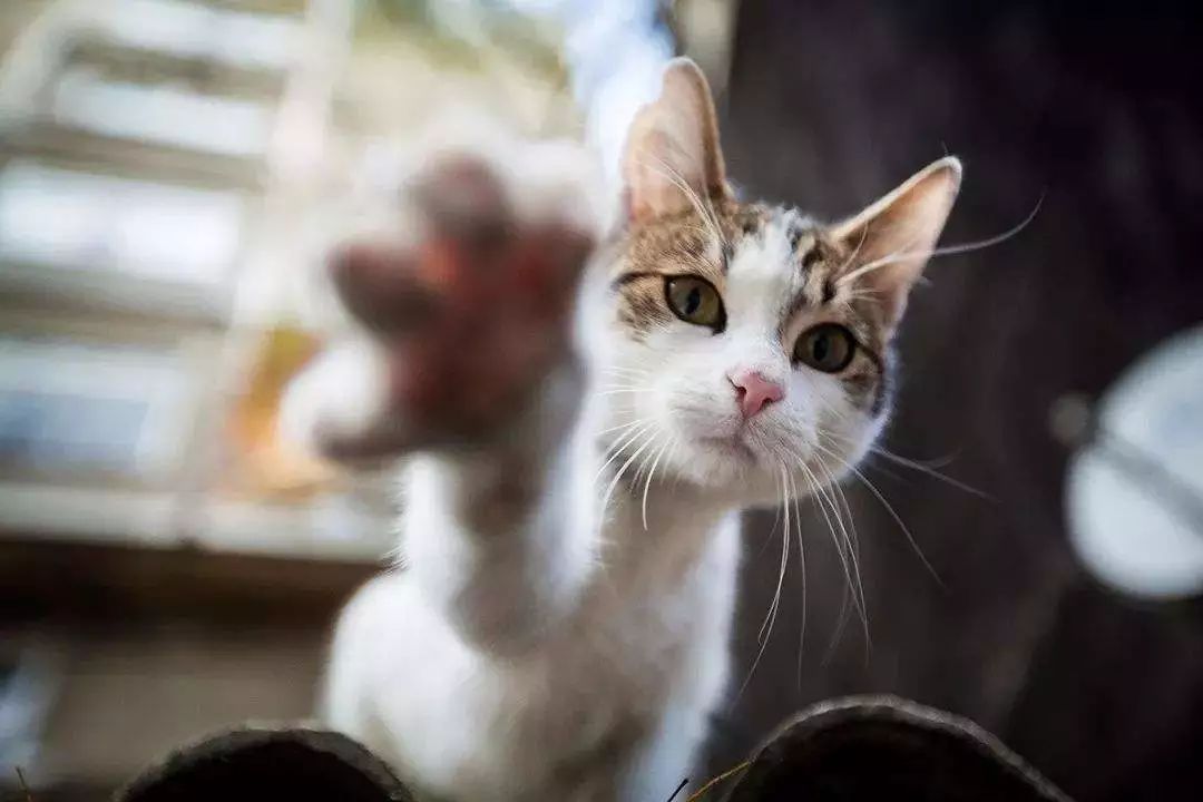告别流浪猫展览再现12个吸猫圣地,最治愈的吸猫胜地