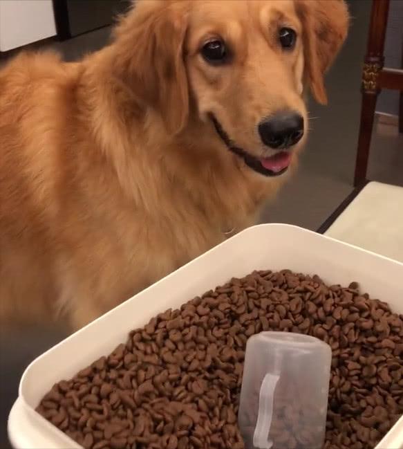 中型犬狗粮推荐性价比高,中型犬狗粮推荐性价比高国产狗粮