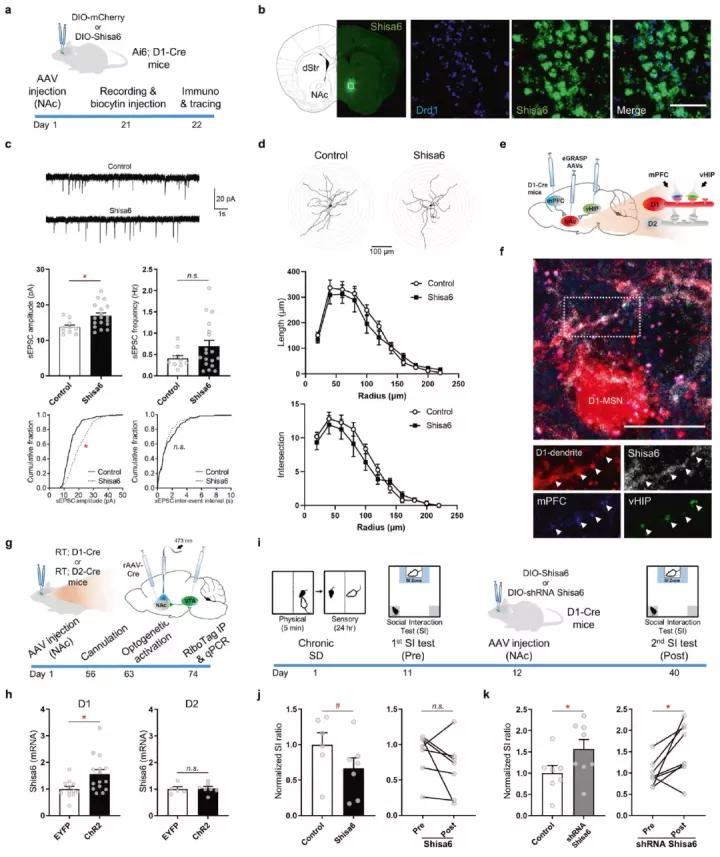 Shisa6参与介导伏隔核中抑郁症相关的细胞特异性调节