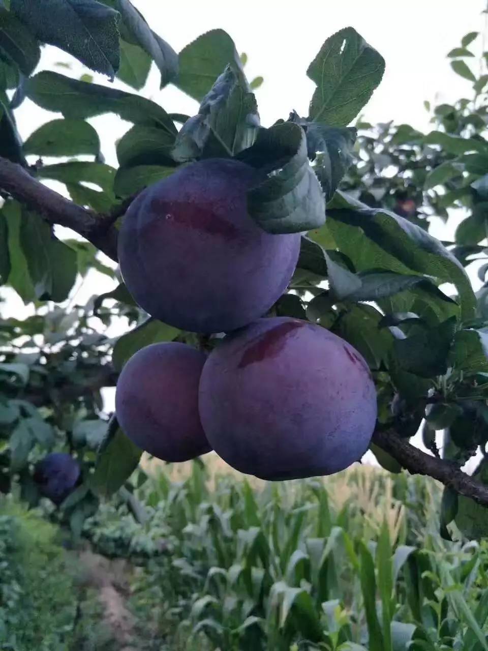 10种果子图片大全,100种果子介绍