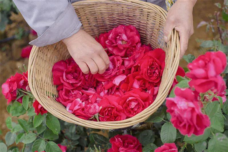 嘉华现烤鲜花饼,现烤的嘉华鲜花饼哪里有