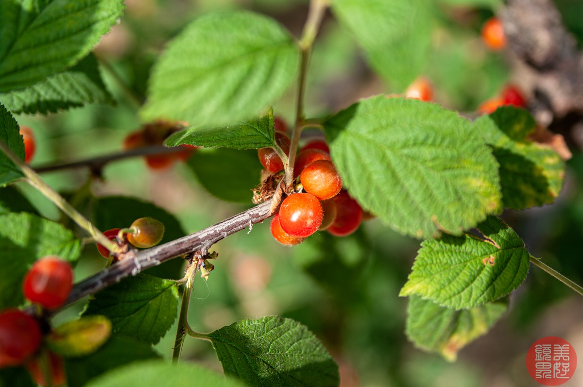老镜记，Contax35-135/3.3-4.5改装宾得口并试镜