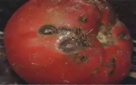 保护地栽培番茄容易出现哪些病害,春季露天番茄常见病害图及防治