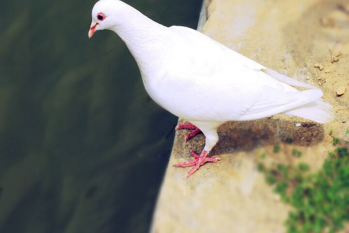 鸽子大量喝水拉水不吃食,鸽子喝水多拉水便喂什么药