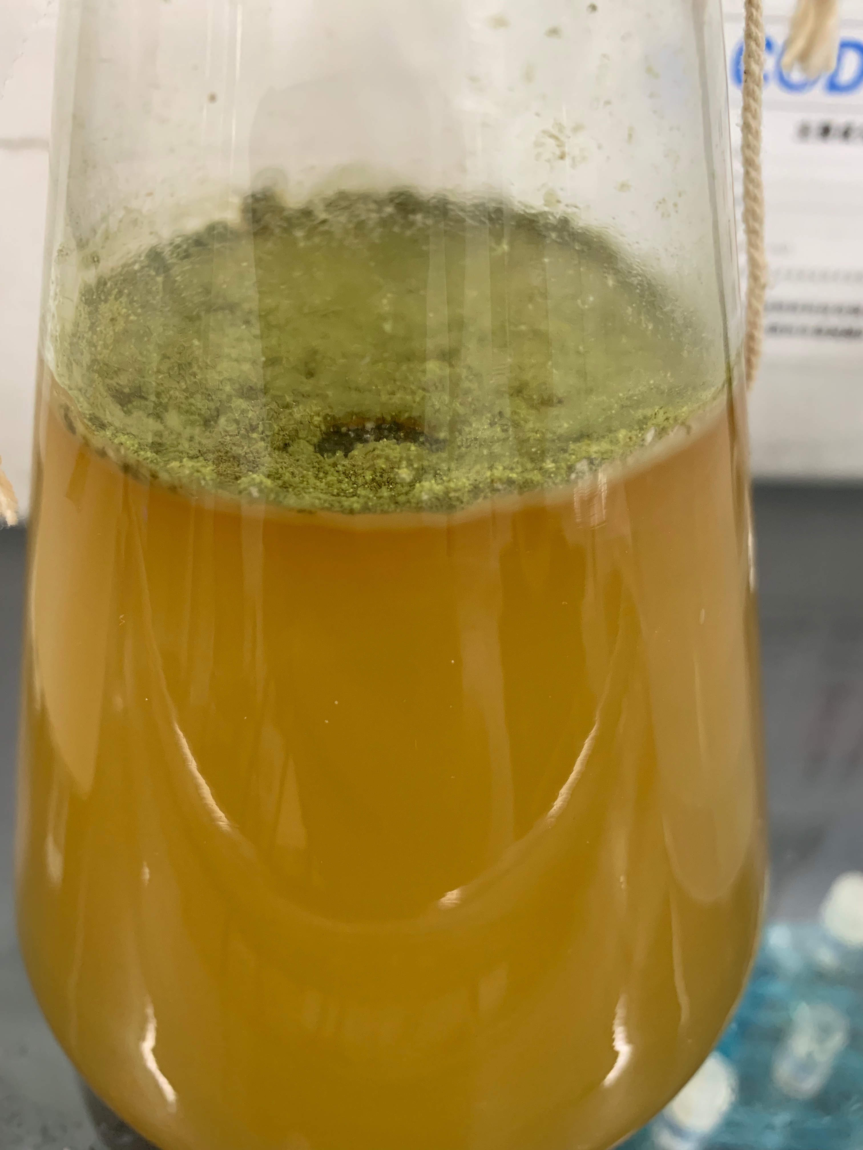 养鱼常备硝化菌还要什么,养鱼的硝化菌有哪些