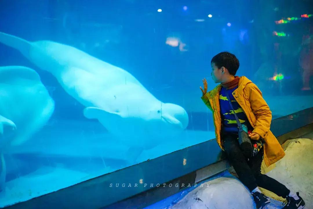 「亲子游」与万千海洋动物一起，夜宿探索极地海洋之美