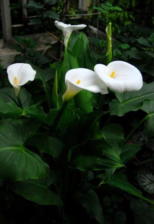 5种花不怕旱就怕涝,三种最怕缺水的花