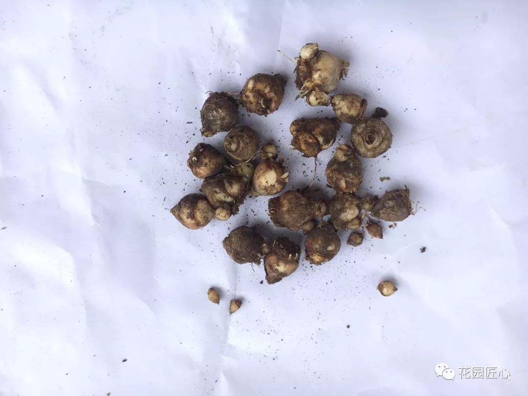 球根种植时间和方法,球根的养殖方法和注意事项