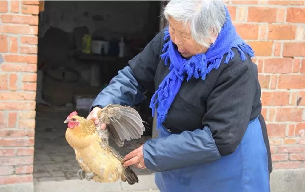 90后小伙卖鸡年入百万,农村90后创业养鸡