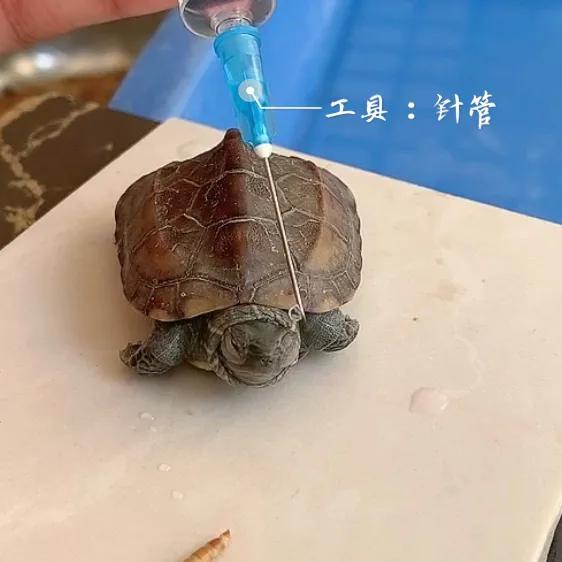 【养龟日记】乌龟白眼病🐢五天痊愈！