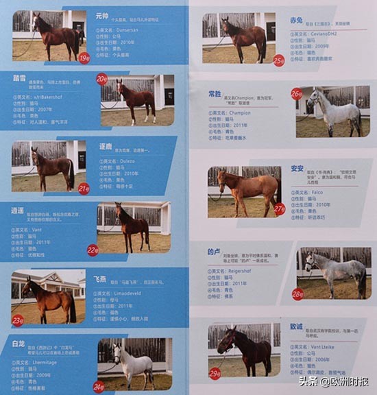 欧洲“白龙马”“啸天犬”亮相军运会，它们在中国待遇有多好？