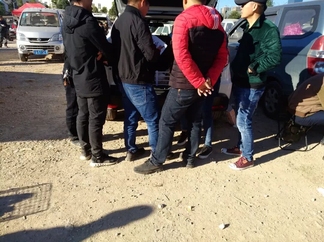 南宁巴哥幼犬出售300元以内,巴哥犬幼犬出售500元同城