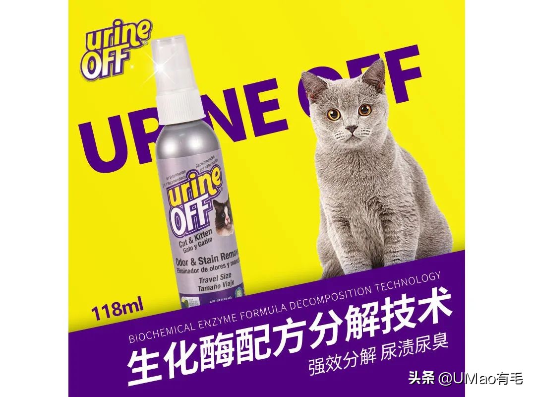 为什么养猫和想象中的不一样,为什么养猫比对自己的父母还好呢