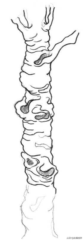 钢笔画入门教程花鸟,钢笔画入门基础教程人物