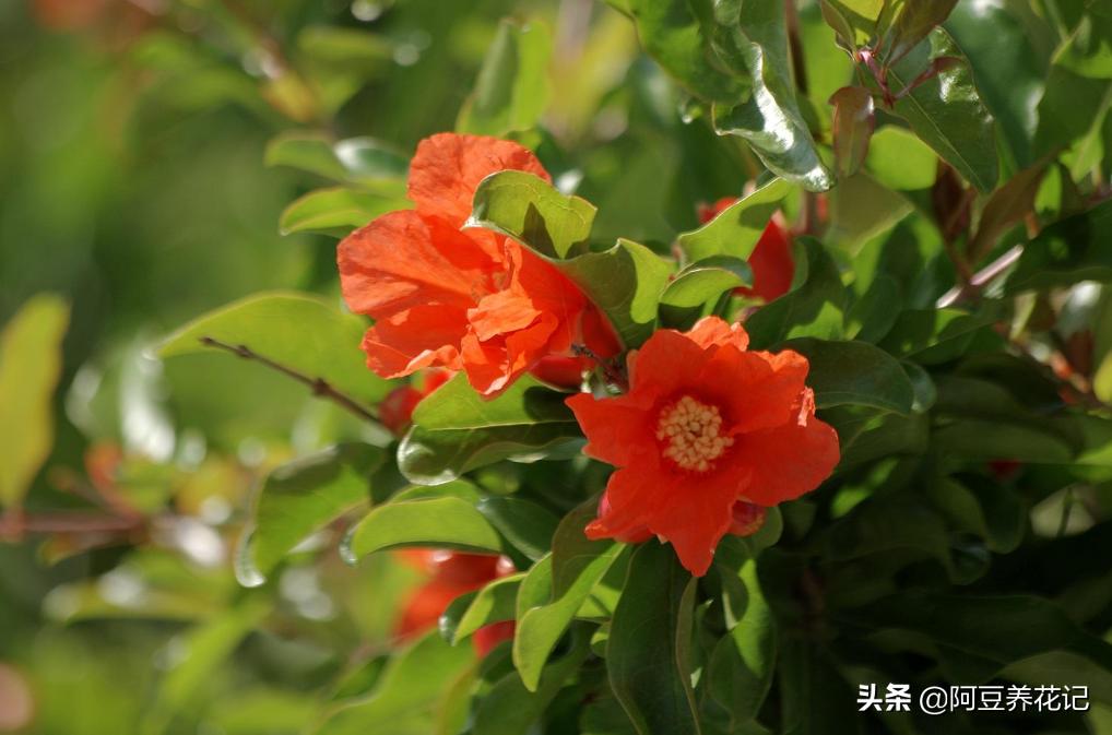 红牡丹石榴怎么养,教你如何养好花