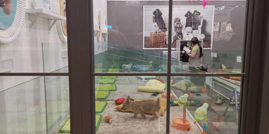韩国宠物店推荐,韩国宠物店体验