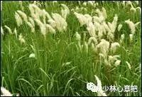 中药图片大全名称,中药图片大全带药名高清