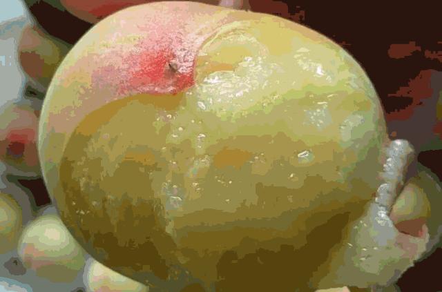 好吃又甜的水蜜桃,爆汁奶香水蜜桃