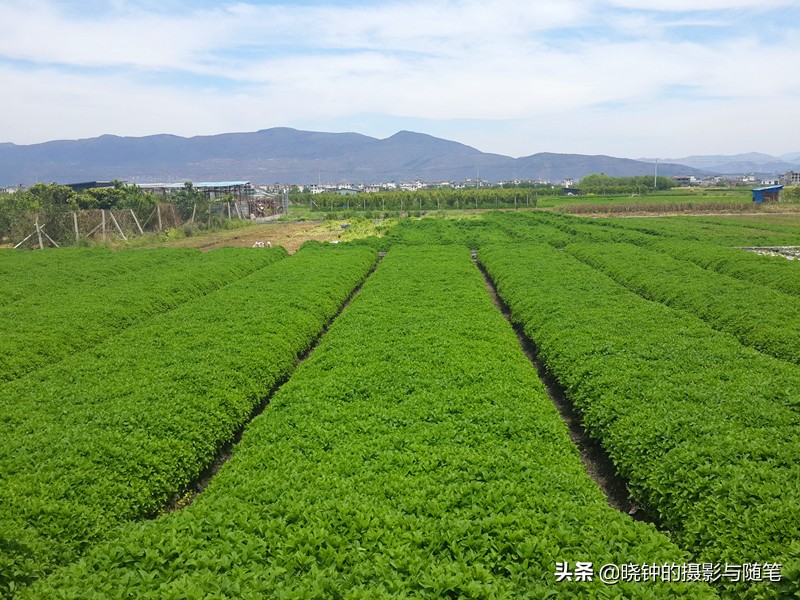 大理龙龛村的秘密,大理龙龛村