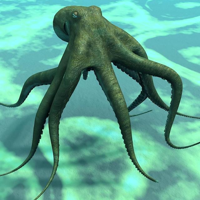 像章鱼一样的外星生物有哪些,长得像章鱼的外星人