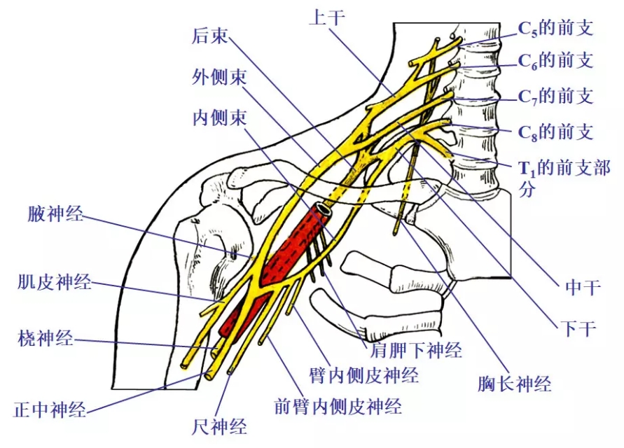 颈椎腰椎疾病ct及mri诊断,腰椎ct可以发现肠部病变吗