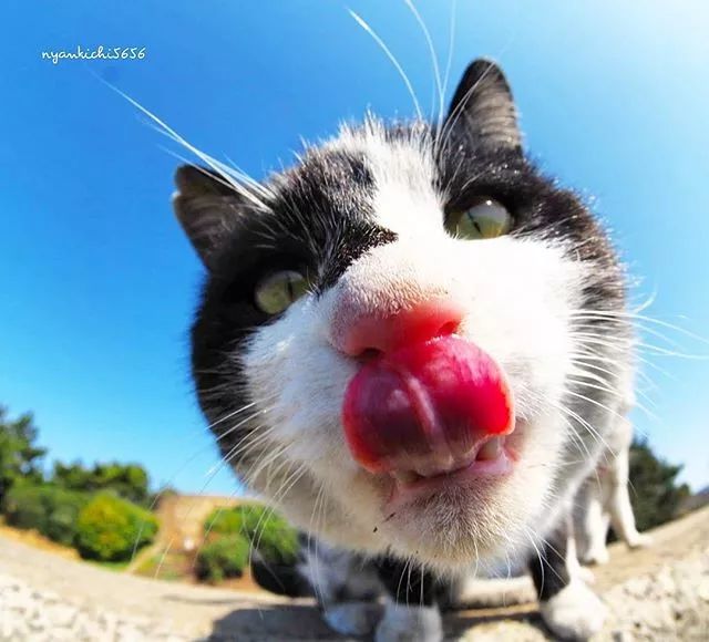 镜头下的猫视频,盘点那些可怜的流浪猫