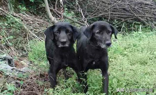 中国猎犬最便宜,中国4大猎犬