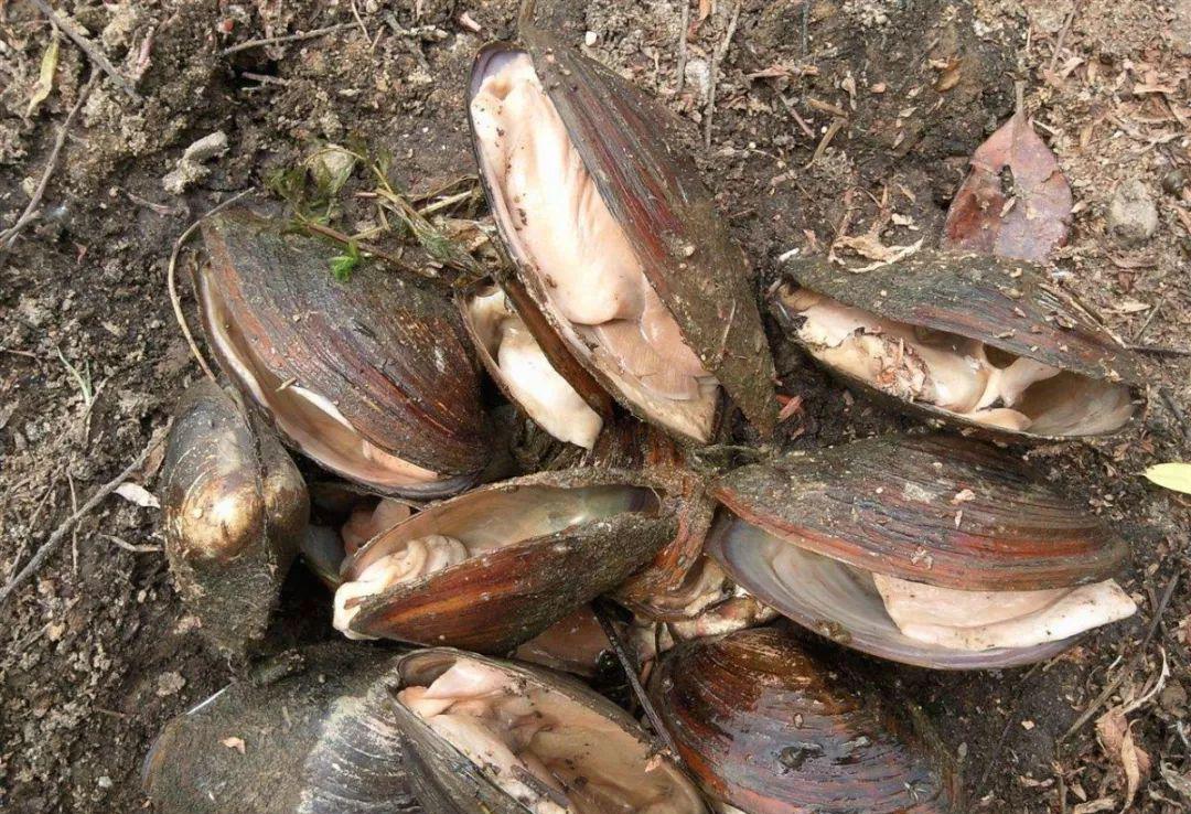 欧诗漫创始人沈志荣孙子,欧诗漫老板沈志荣是哪里人